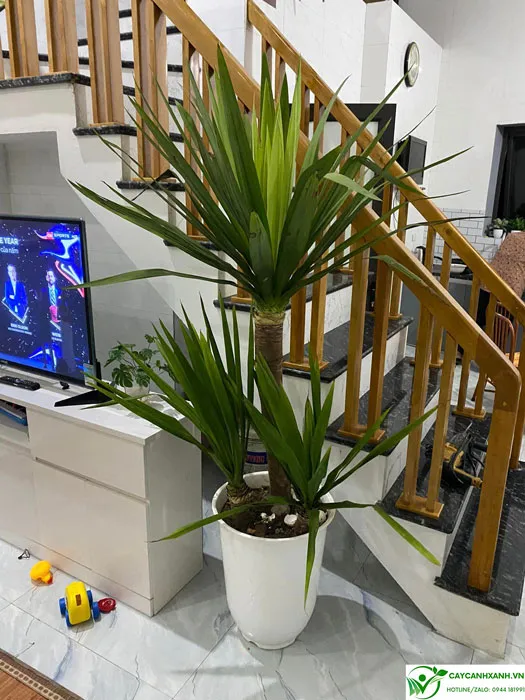 Cây Phát Tài Núi hợp với mệnh gì?