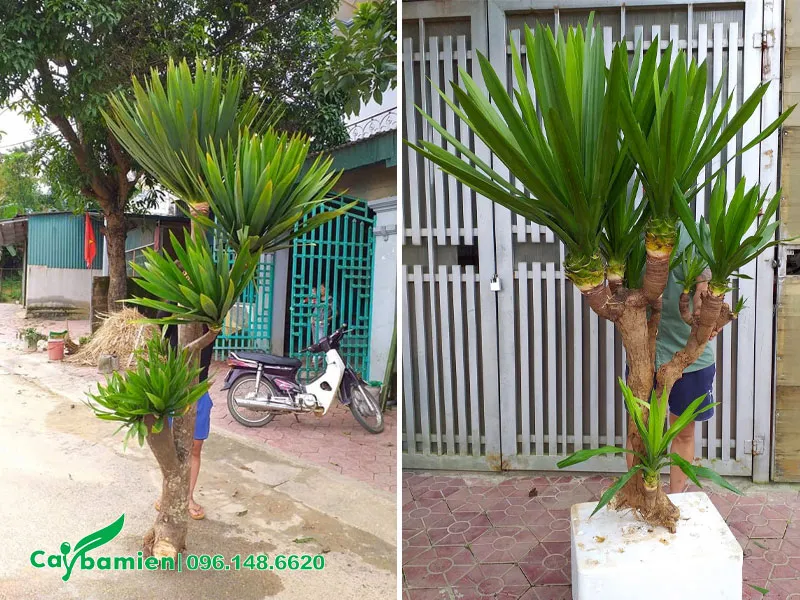 Cành cây phát tài núi với chùm lá lớn