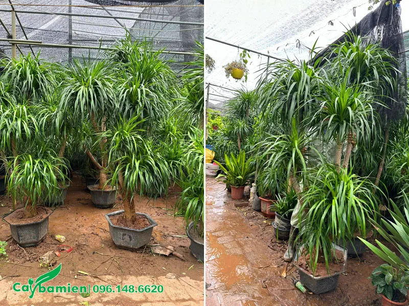 Cây Phát Tài Núi lá nhỏ được dưỡng trong bầu với chiều cao khoảng 2m