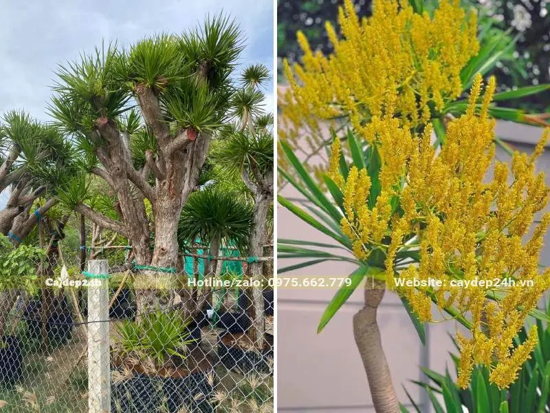 Cây Phát Tài Núi cổ thụ nở hoa màu vàng, tượng trưng cho tài lộc