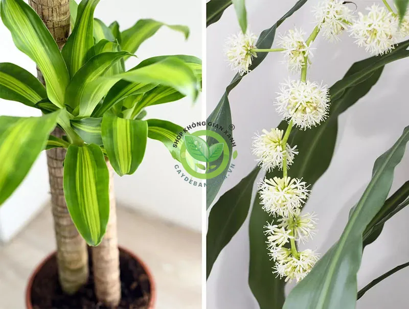 Tác dụng thanh lọc không khí của cây phát tài