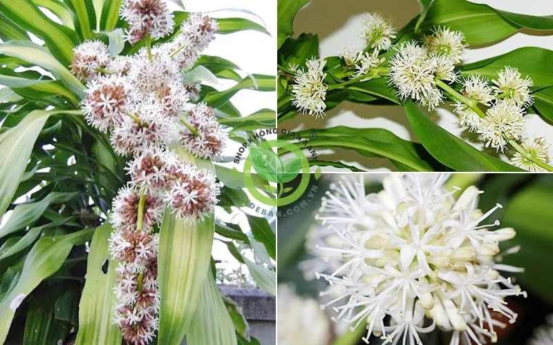 Ý nghĩa phong thủy theo số cành của cây phát tài