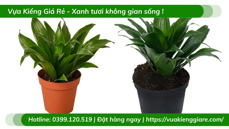Cây Phát Tài Úc trồng chậu mini để bàn làm việc