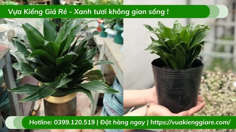 Cận cảnh tán lá xanh đậm và thân cây Phát Tài Úc