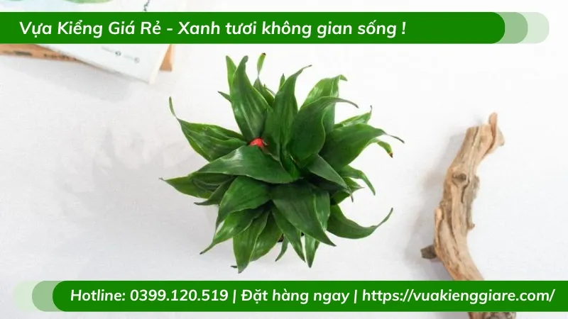 Cây Phát Tài Úc đặt trang trí trong không gian sống hiện đại