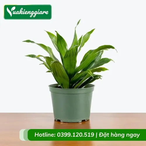 Tổng quan cây Phát Tài Úc trồng chậu để bàn