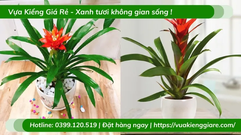 Cây phong lộc hoa phong thủy để bàn