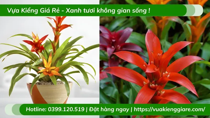 Cây Phong Lộc Hoa làm quà tặng ý nghĩa