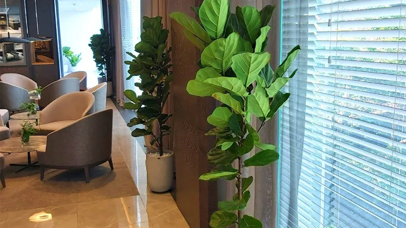 Cây bàng Singapore có tác dụng lọc không khí hiệu quả