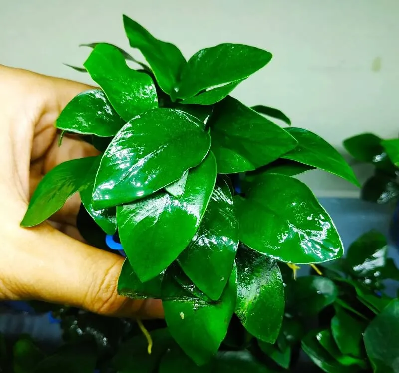 Cây ráy thủy sinh bám chắc trên lũa, đá