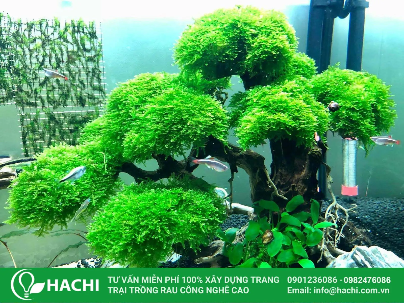 Cận cảnh cây rêu thủy sinh