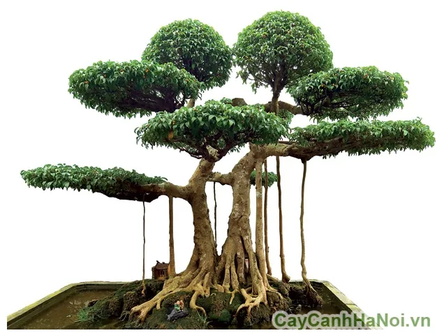 Cận cảnh lá cây Sanh xanh tươi, dày và rậm rạp