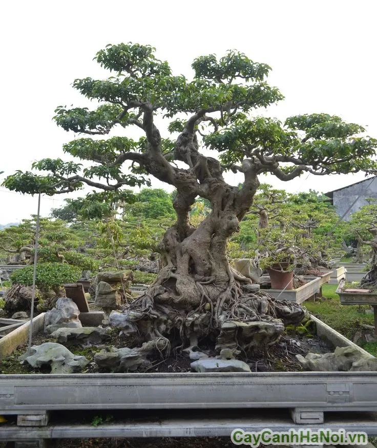 Cây Sanh dáng cổ thụ với bộ rễ và thân cây già cỗi