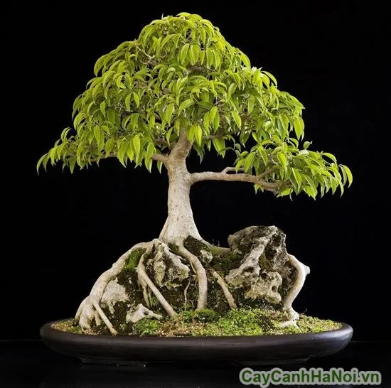 Bộ rễ và thân cây Sanh già có vẻ đẹp cổ kính