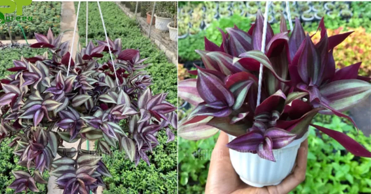 Chậu treo cây thài lài tím hồng bắt mắt