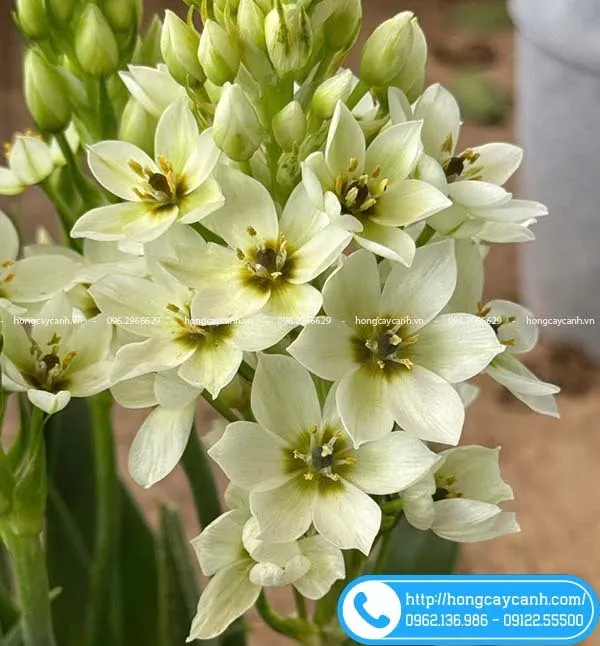 Cây Thiên Nga Mắt Ngọc