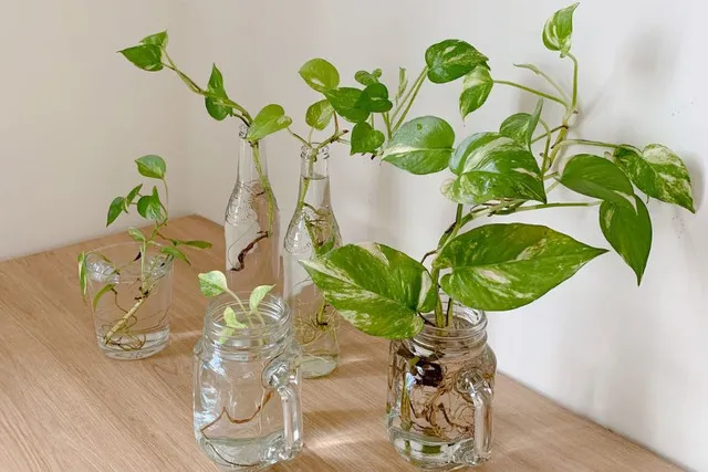 Cây Trầu Bà thủy sinh