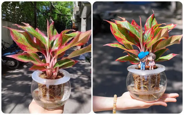 Cây Phú Quý thủy sinh