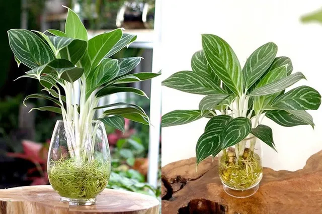 Cây Bạch Mã Hoàng Tử thủy sinh