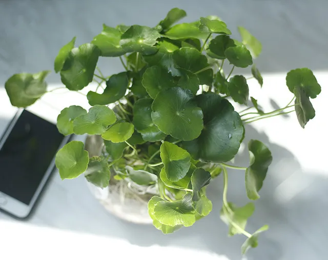 Cây Cỏ Đồng Tiền thủy sinh