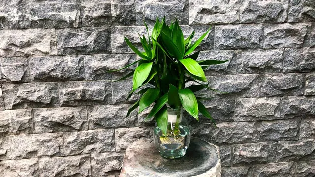 Cây Phát Tài Búp Sen thủy sinh