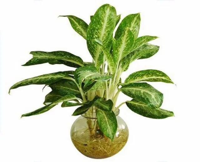 Cây Huy Hoàng thủy sinh