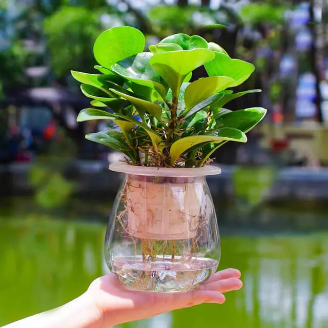 Cây Trường Sinh thủy sinh