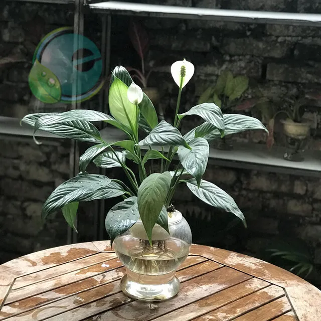 Cây Lan Ý thủy sinh