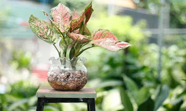 Cây Vạn Lộc thủy sinh