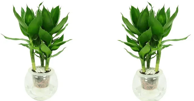 Cây Phát Lộc thủy sinh