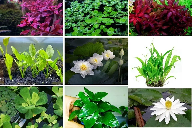 Cây thủy sinh nổi trên mặt nước làm đẹp cho hồ cá và tiểu cảnh