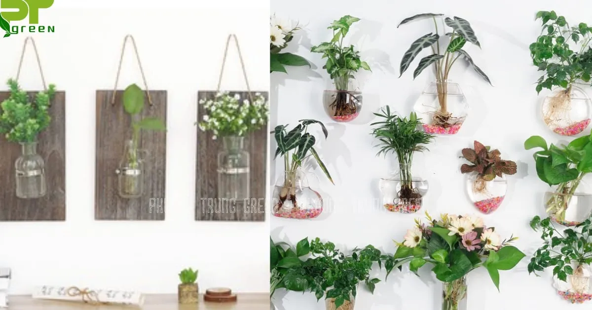 Cây thủy sinh trồng trong chậu thủy tinh dán tường