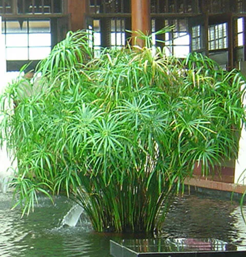 Cây thủy trúc với thân thẳng, mảnh mai