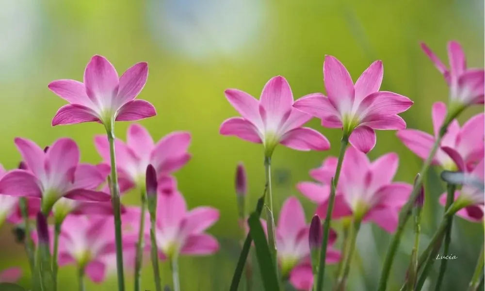 Đặc điểm, công dụng và cách trồng cây tóc tiên