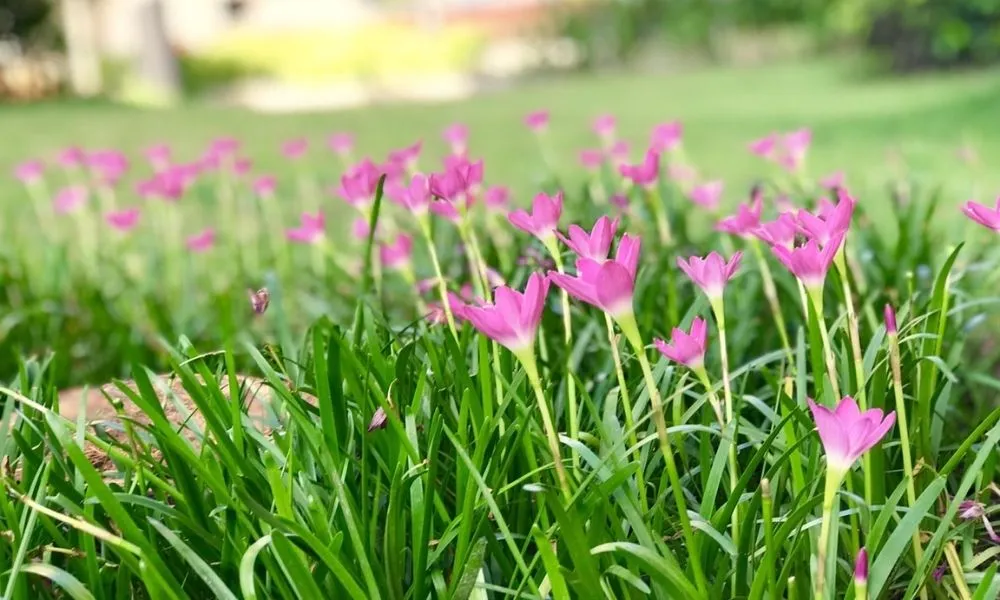 Đặc điểm, công dụng và cách trồng cây tóc tiên