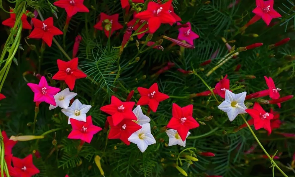 Đặc điểm, công dụng và cách trồng cây tóc tiên