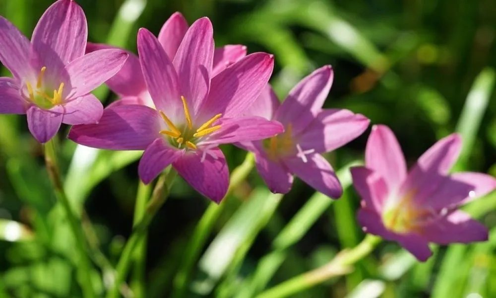 Đặc điểm, công dụng và cách trồng cây tóc tiên