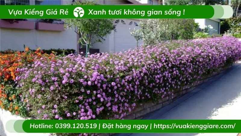 Trâm ổi tím trồng chậu treo