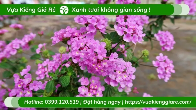 Cây trâm ổi tím làm cây ngoại thất