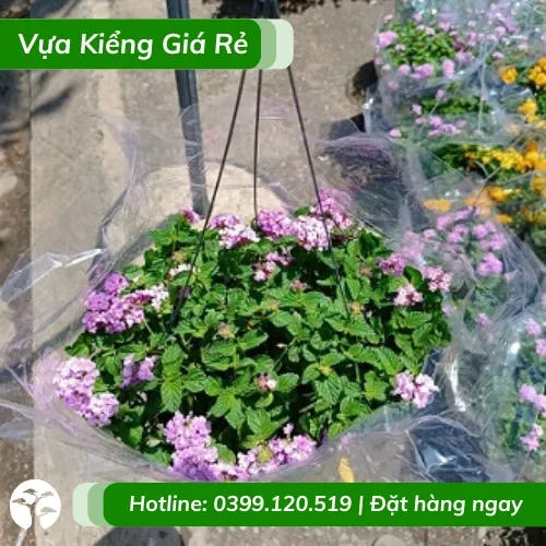 Cây trâm ổi tím chậu treo hoa quanh năm