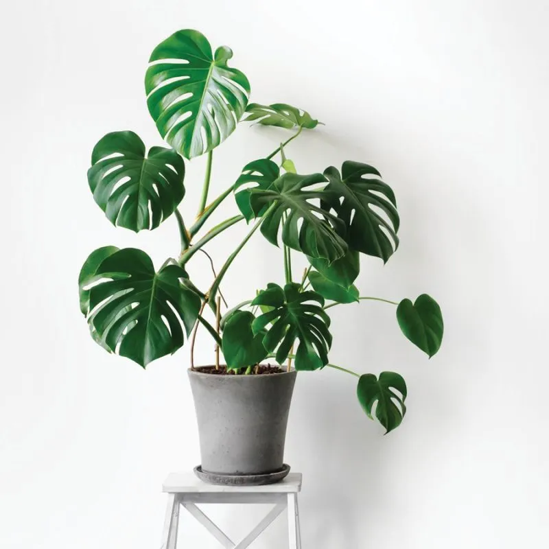 Các loại cây trầu bà phổ biến được trồng trong không gian nội thất