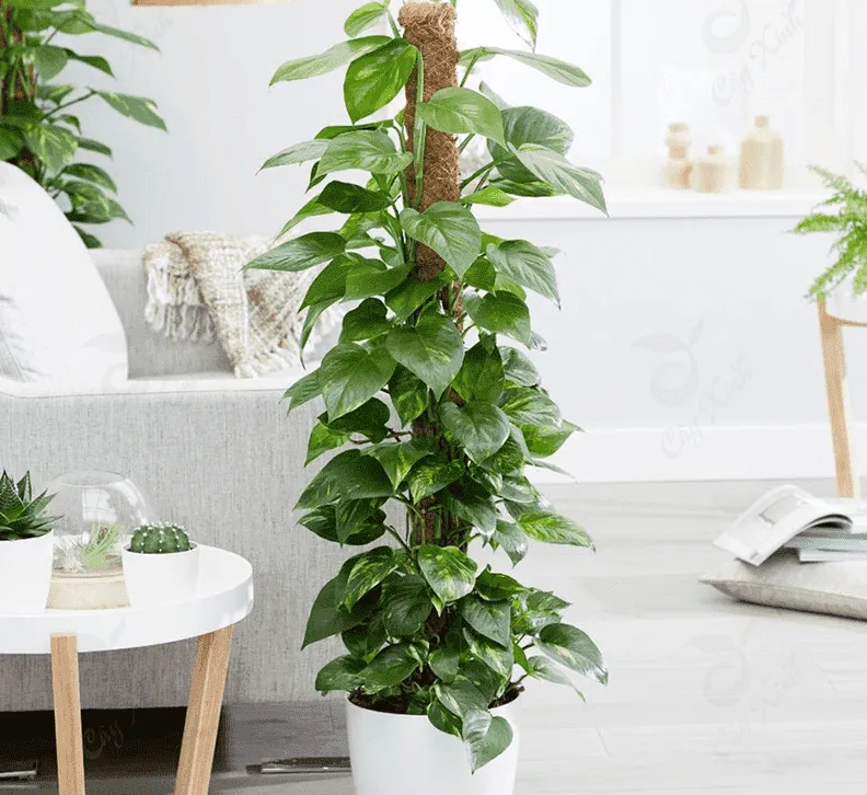 Cây trầu bà thủy sinh mang ý nghĩa thịnh vượng và quyên lực