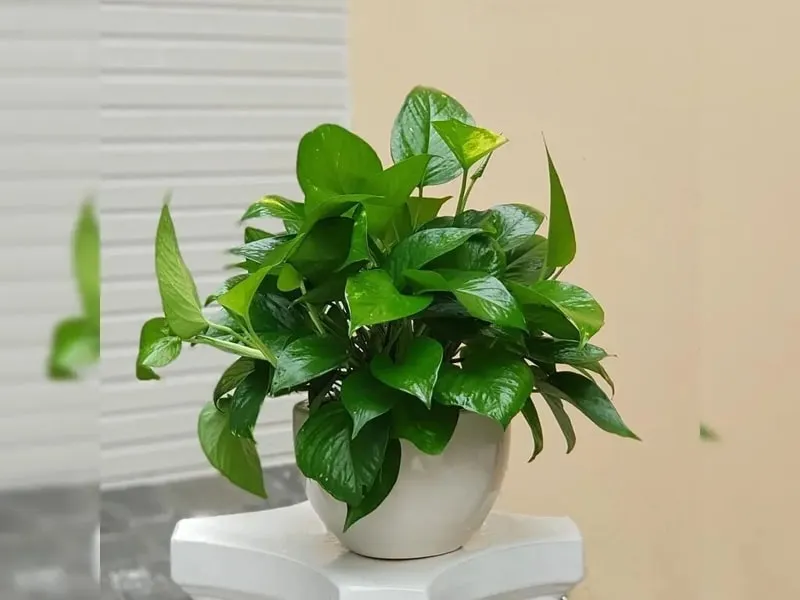 Cây trầu bà được đặt trong nhà, được mệnh danh là máy lọc không khí