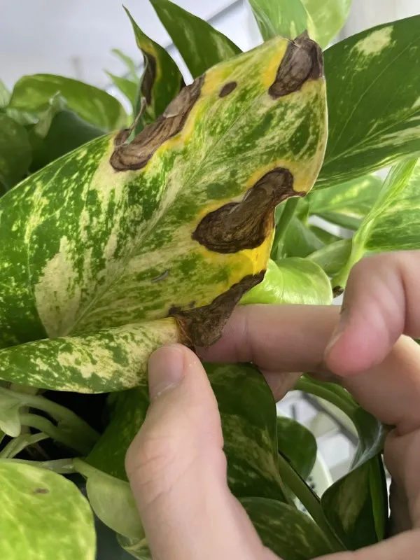 Phân tích nguyên nhân đốm lá trầu bà, từ tưới nước đến sâu bệnh