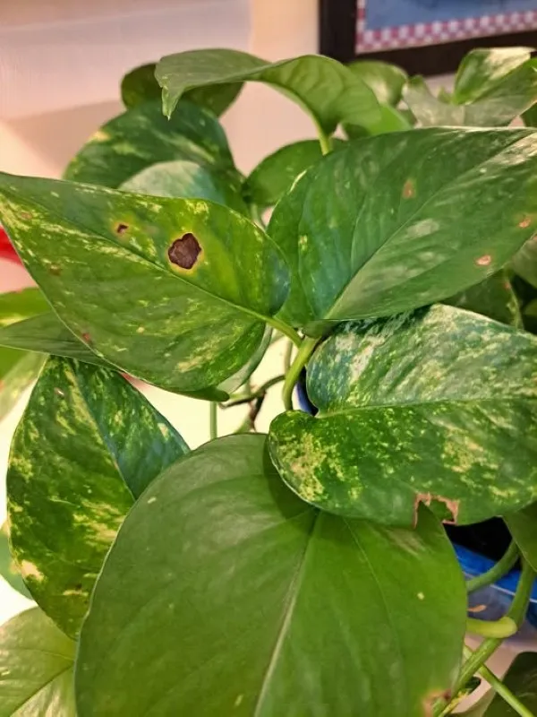 Cây Trầu Bà bị đốm lá màu vàng và nâu, cần được xử lý kịp thời