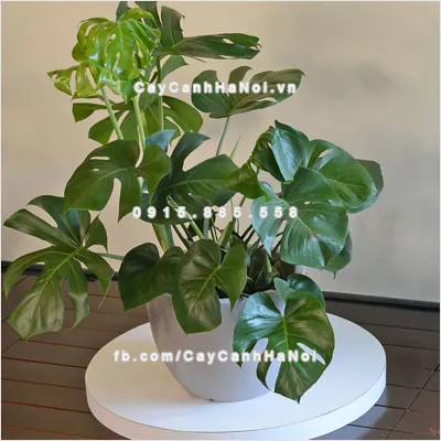 Cây Trầu Bà Lá Rách được trồng trong chậu kiểng đẹp mắt