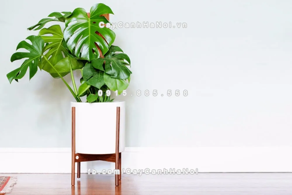 Hình ảnh cận cảnh những chiếc lá Trầu Bà Lá Rách với vết xẻ tự nhiên