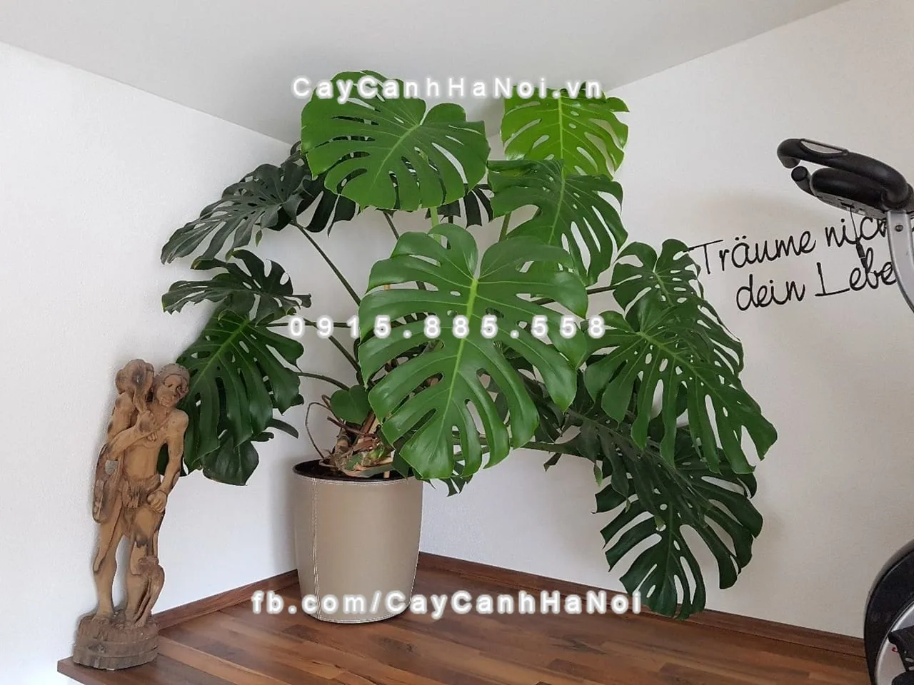 Chậu cây Trầu Bà Lá Rách với những chiếc lá xanh xẻ độc đáo