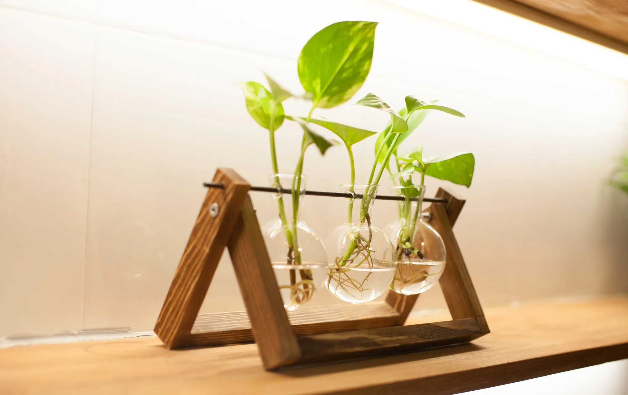 Cây Trầu Bà trong nước đặt ở góc phòng