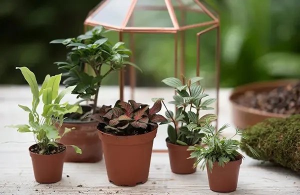 Các loại cây cảnh mini phù hợp để trồng trong Terrarium